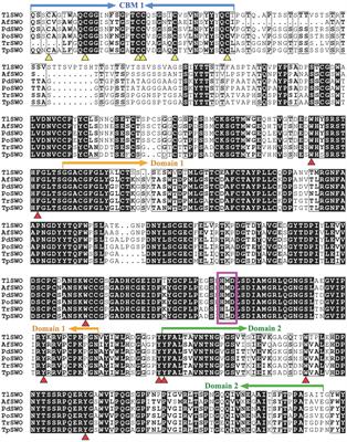 A Swollenin From Talaromyces leycettanus JCM12802 Enhances Cellulase Hydrolysis Toward Various Substrates